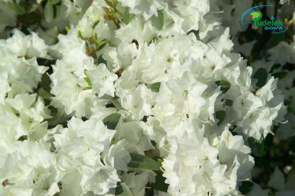 Rhododendron April Snow